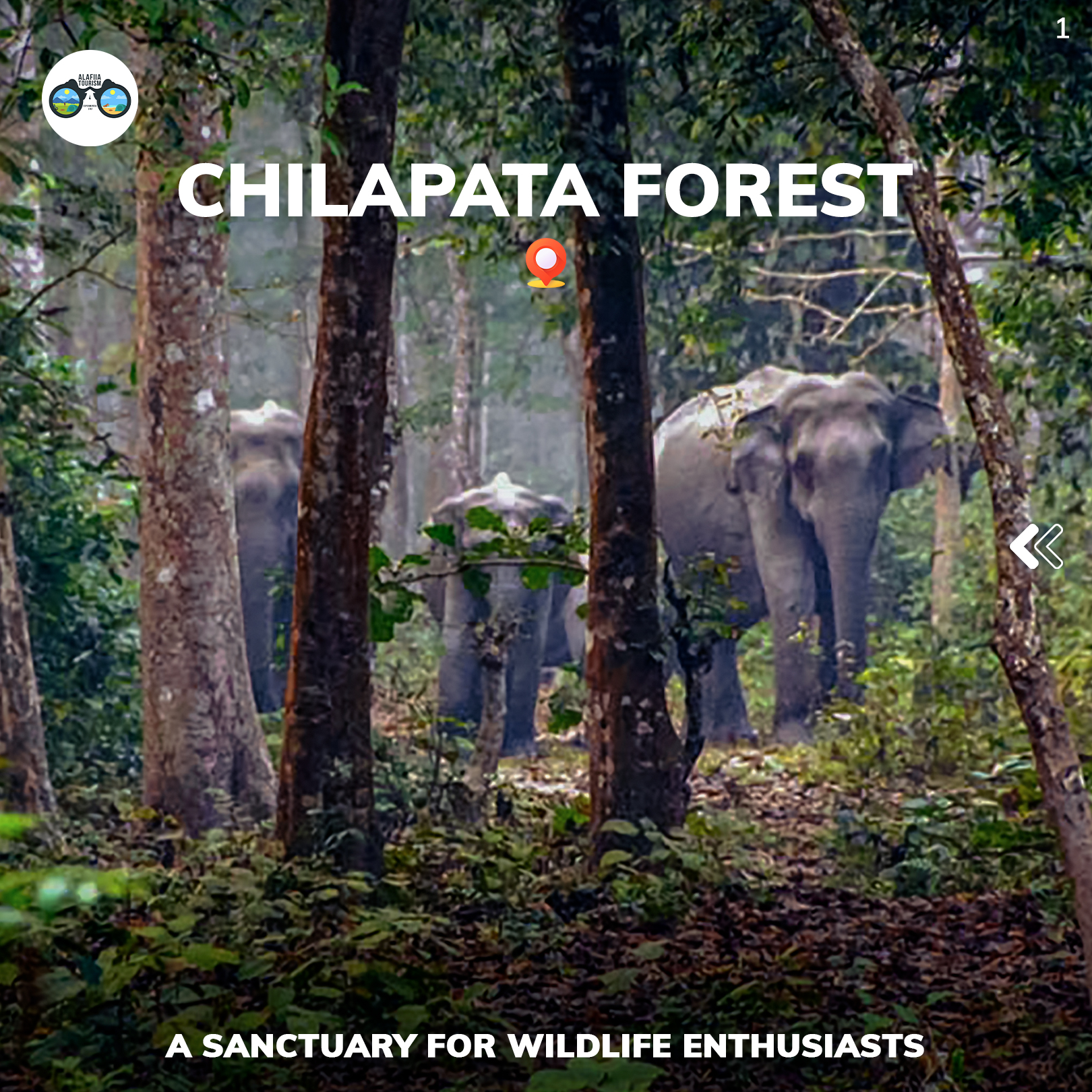 Unveiling the Hidden Charms: Wild Cottage in Chilapata Forest – An Offbeat Stay in Dooars