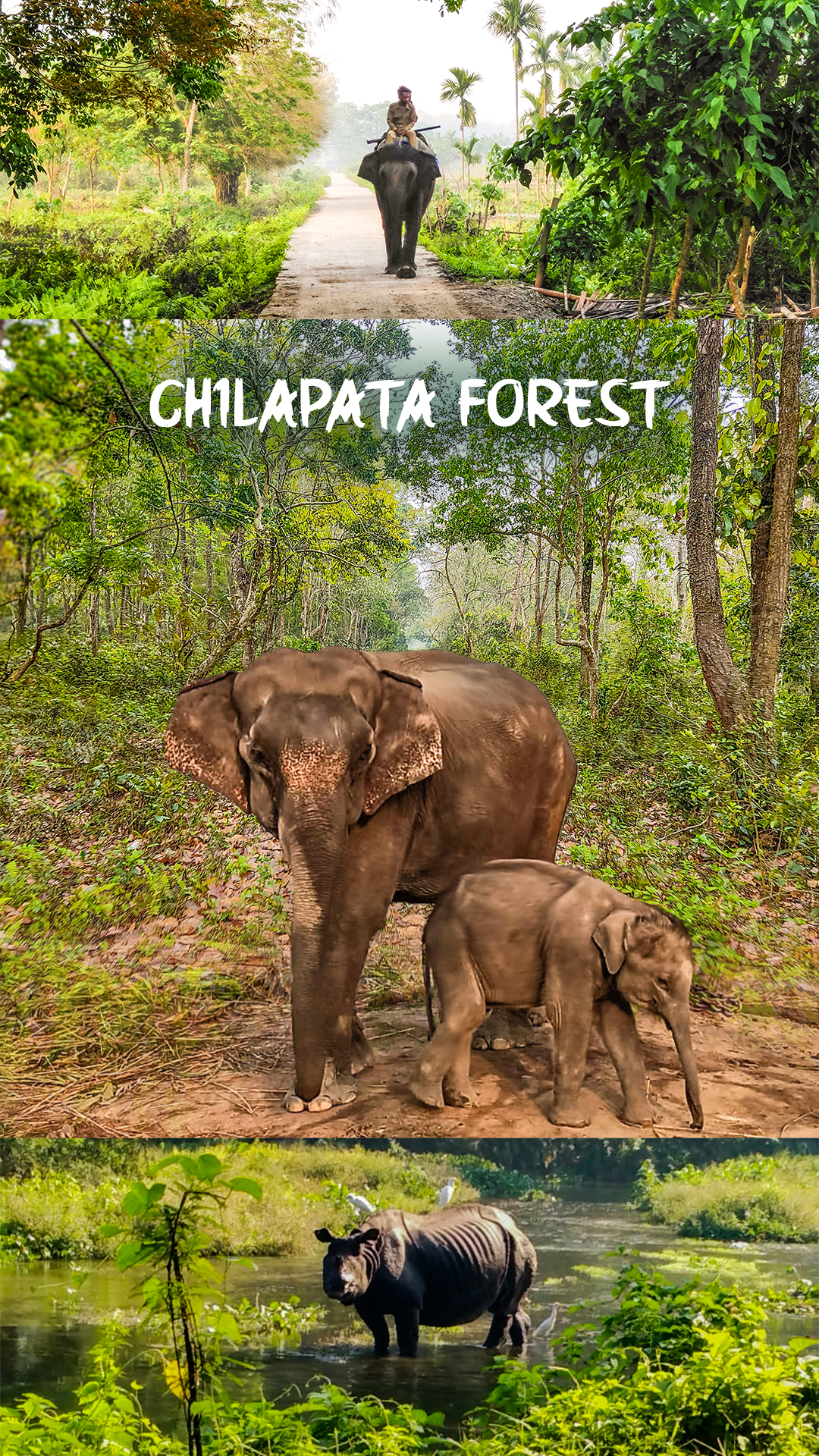 stay in chilapata forest