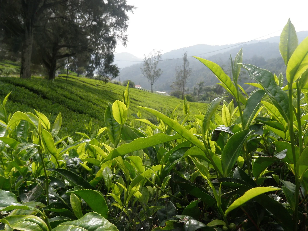 Discovering Darjeeling’s Tea Gardens: A Unique Homestay Experience