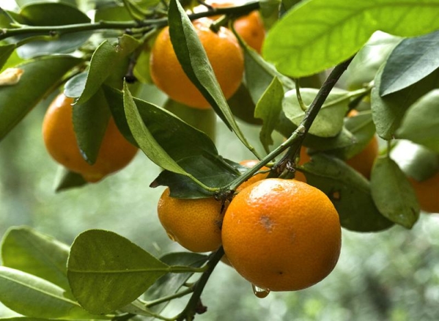 The Economic Impact of Cardamom and Orange Farming in Lingtam